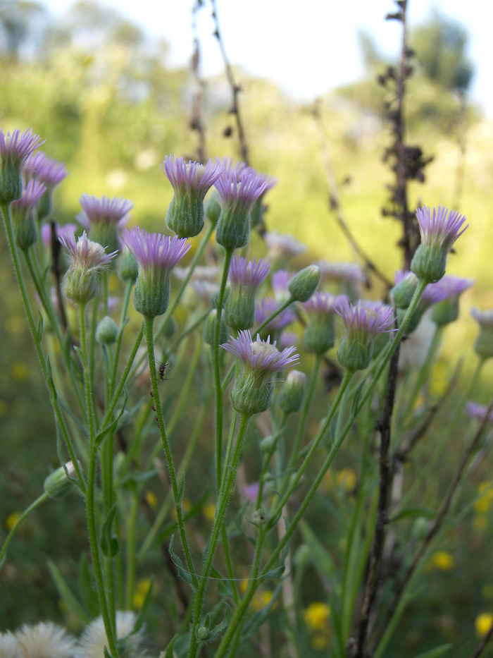 Image of Erigeron orientalis specimen.