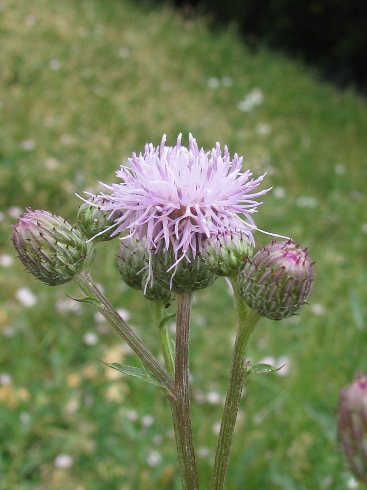 Image of Cirsium arvense specimen.