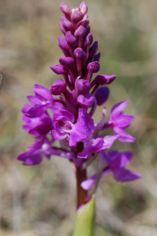 Изображение особи Orchis mascula.