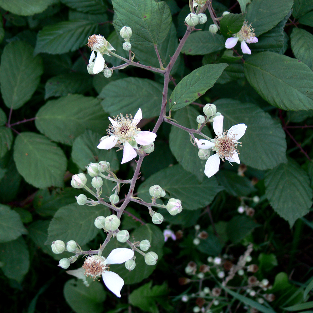 Изображение особи род Rubus.