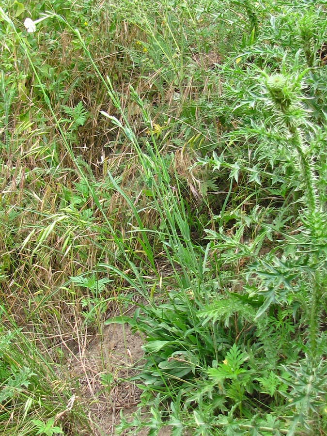 Image of Silene bupleuroides specimen.