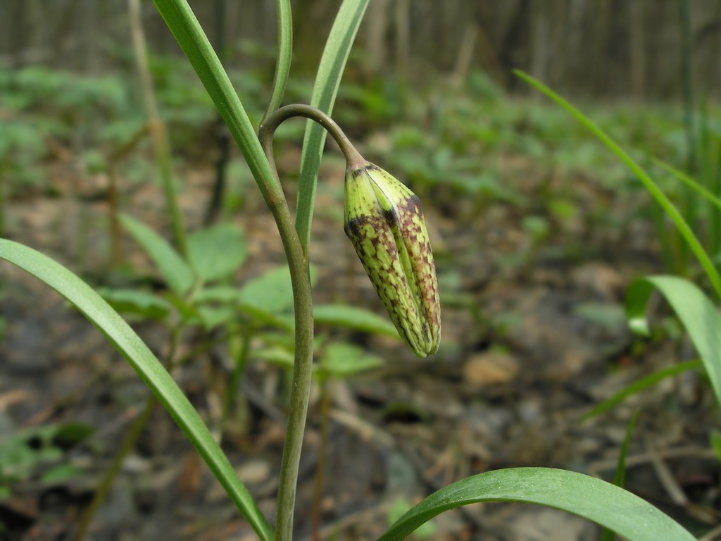 Image of Fritillaria meleagris specimen.