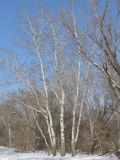 Populus alba. Взрослые деревья. Украина, г. Запорожье, район Гребного канала. 29.01.2011.