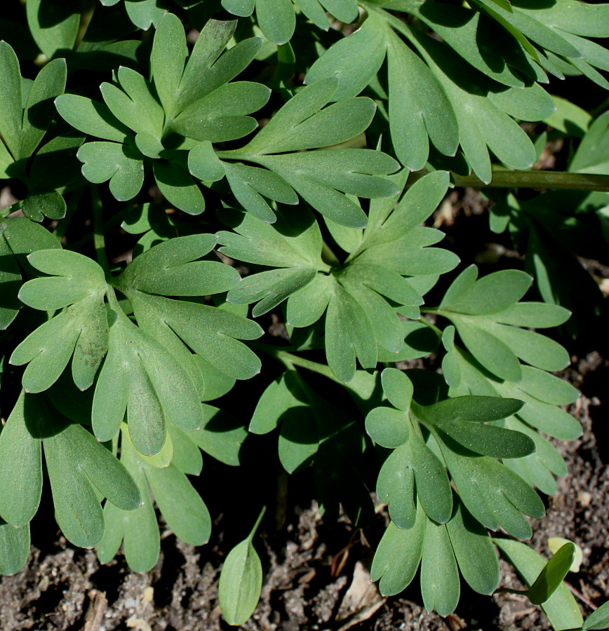 Изображение особи Corydalis solida.