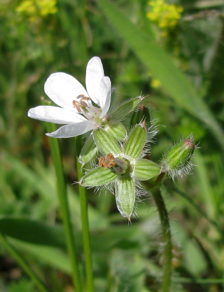 Изображение особи Erodium cicutarium.