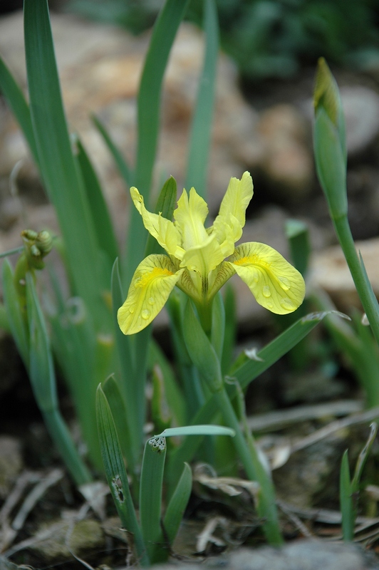 Image of Iris arenaria specimen.