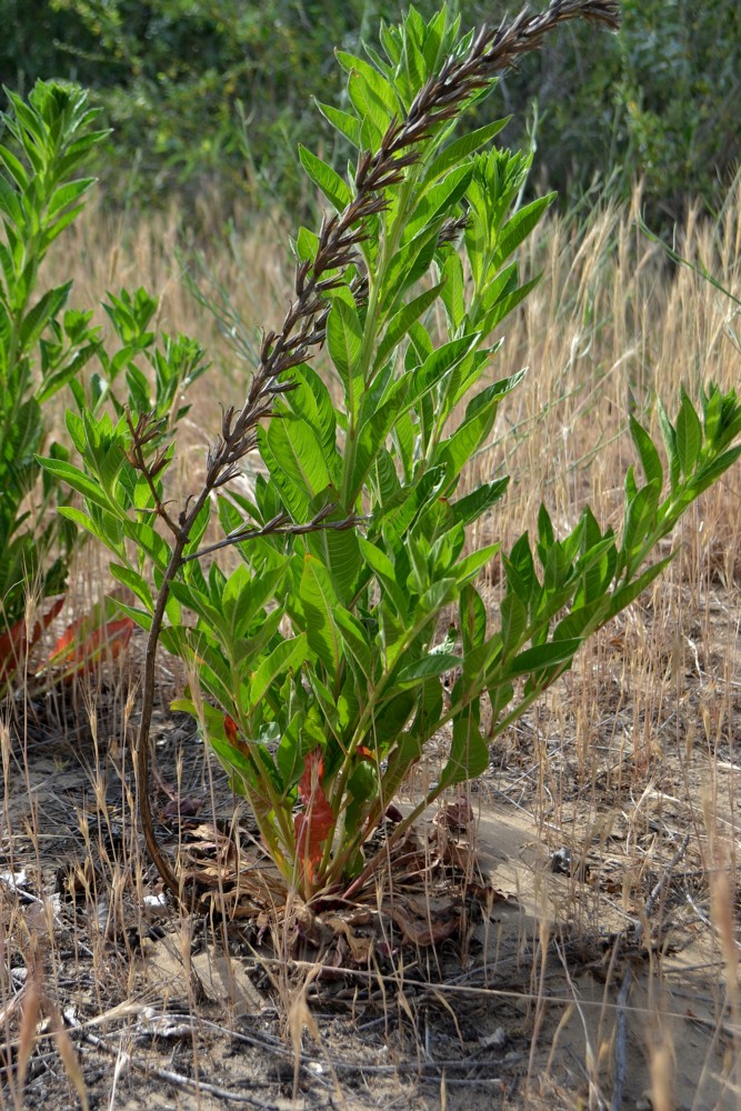 Image of genus Oenothera specimen.