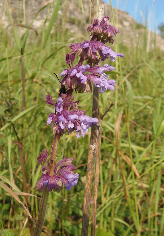 Изображение особи Salvia verticillata.