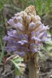 Phelipanche pallens