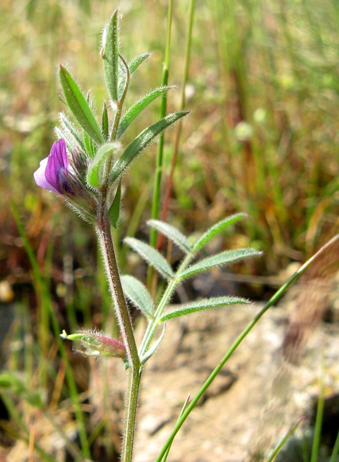 Изображение особи Vicia olbiensis.