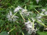 Dianthus stenocalyx