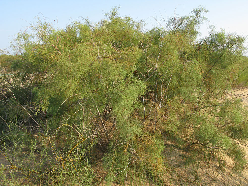 Image of Tamarix ramosissima specimen.