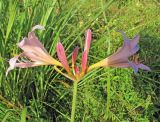 род Lycoris