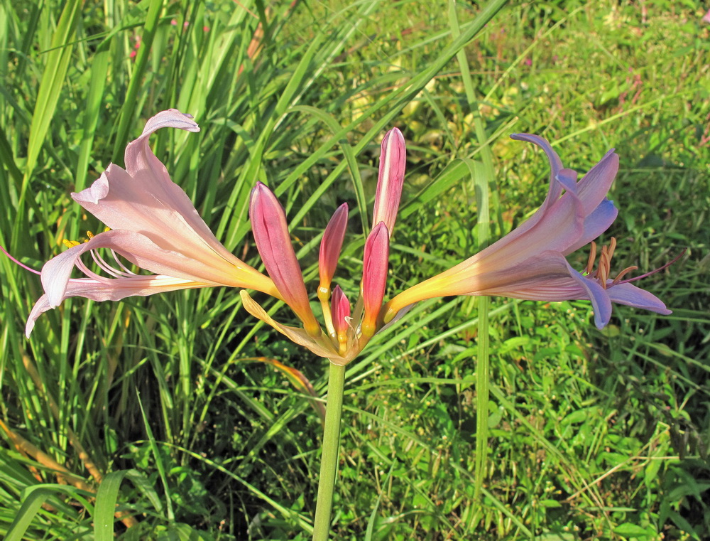 Image of genus Lycoris specimen.