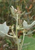 Atriplex micrantha