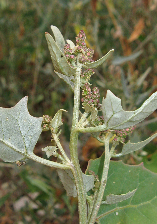 Изображение особи Atriplex micrantha.