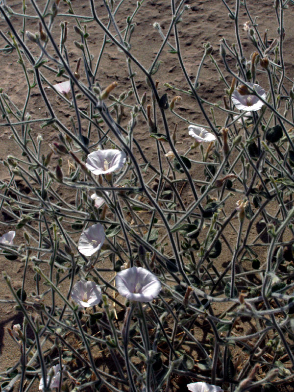 Изображение особи Convolvulus divaricatus.