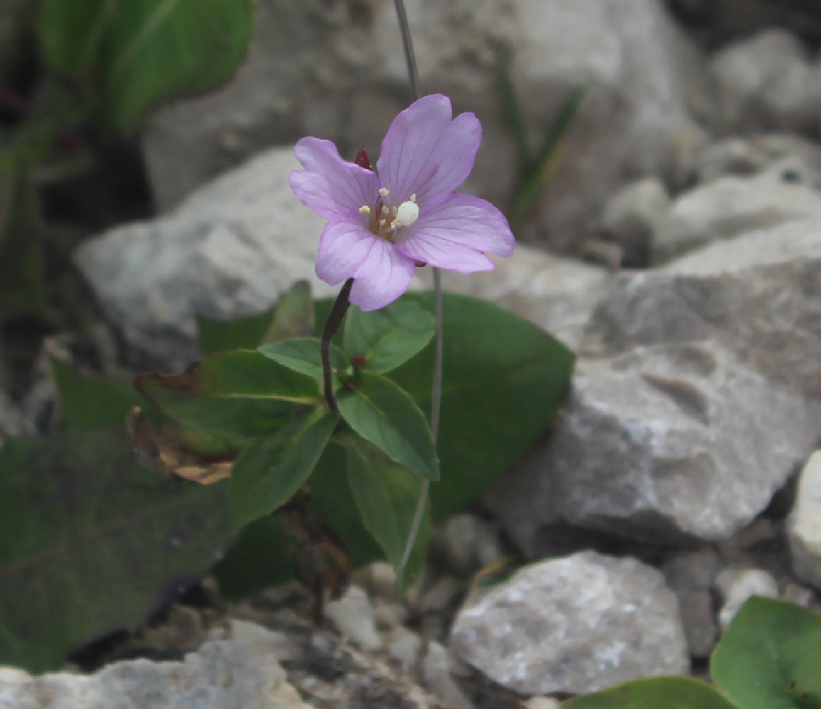 Image of Epilobium prionophyllum specimen.