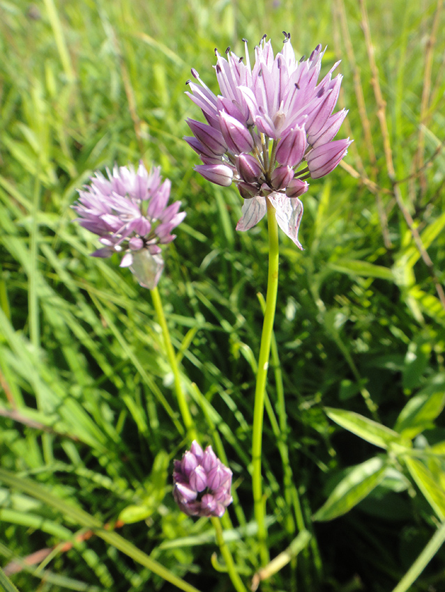 Image of Allium maximowiczii specimen.