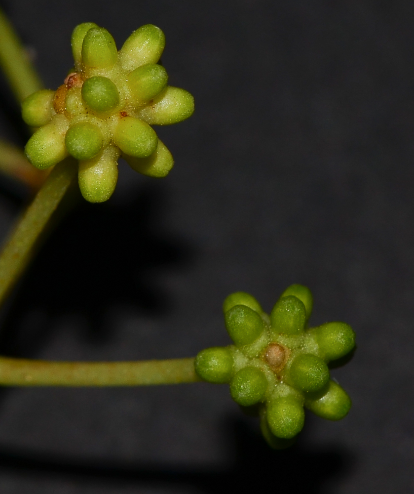 Image of Acacia salicina specimen.