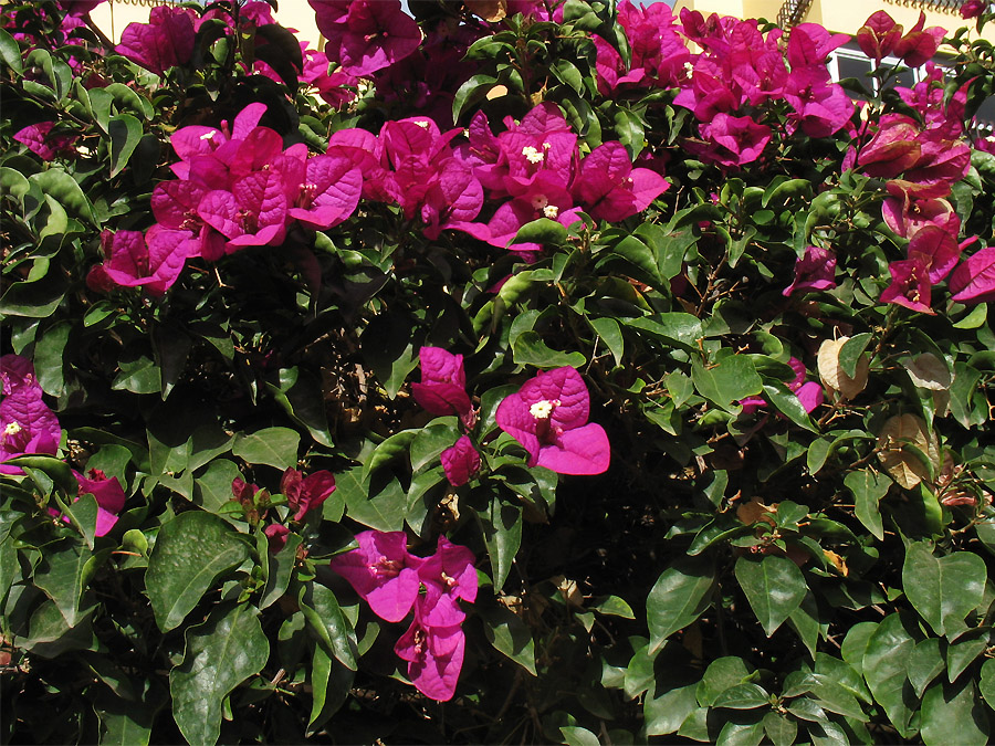 Изображение особи род Bougainvillea.