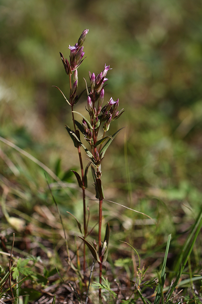 Изображение особи Gentianella acuta.