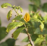 Pachystachys lutea