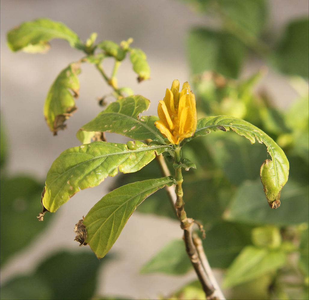 Изображение особи Pachystachys lutea.