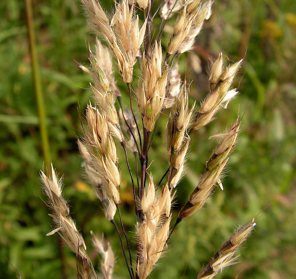 Image of Spodiopogon sibiricus specimen.