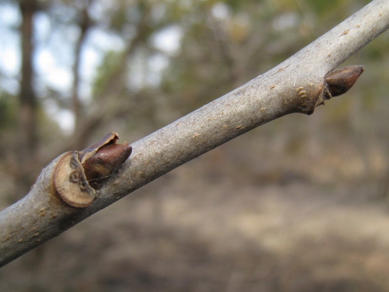 Image of Maackia amurensis specimen.