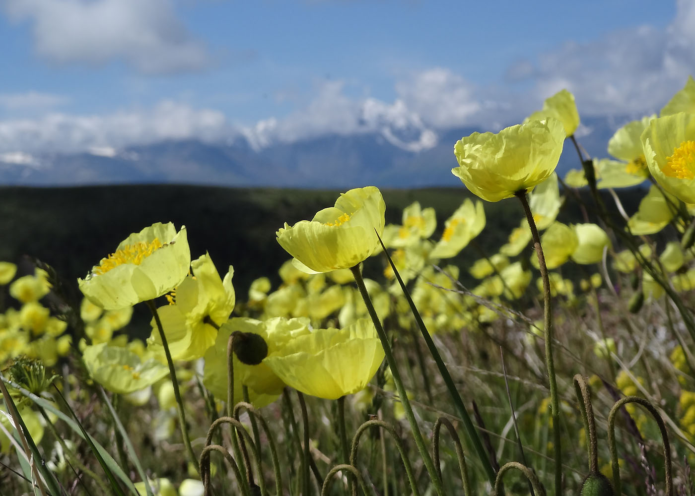 Изображение особи род Papaver.