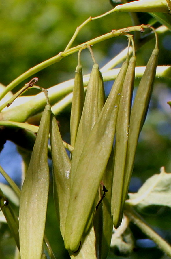 Изображение особи Fraxinus texensis.