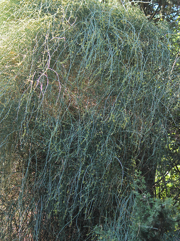 Image of Ephedra aphylla specimen.