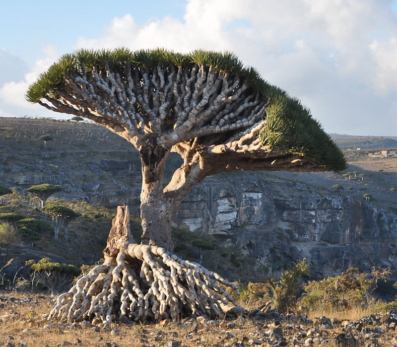 Изображение особи Dracaena cinnabari.