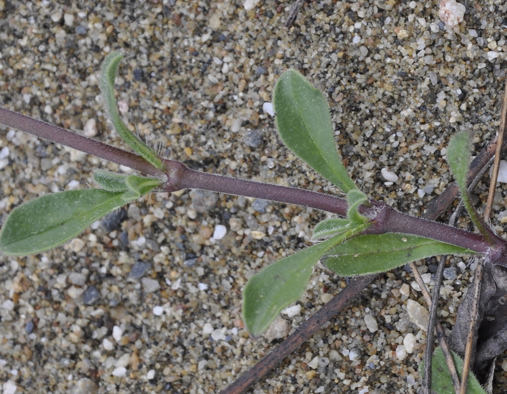 Image of Silene nocturna specimen.
