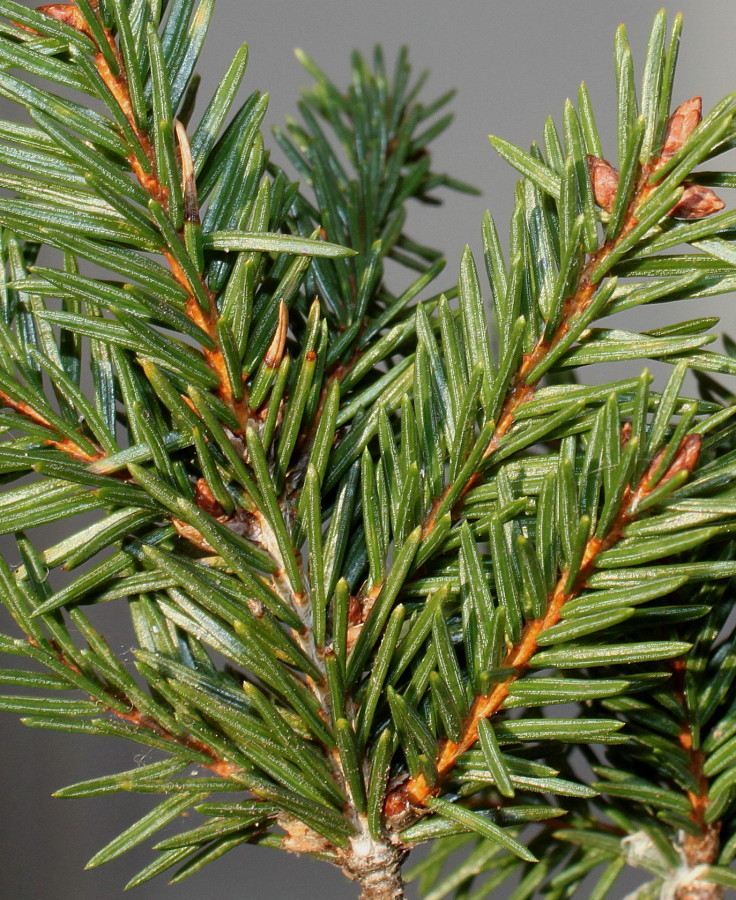 Изображение особи Picea abies.