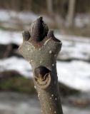 Fraxinus excelsior. Верхушка покоящегося побега. Украина, г. Запорожье, на краю сада Опытной станции. 07.03.2011.
