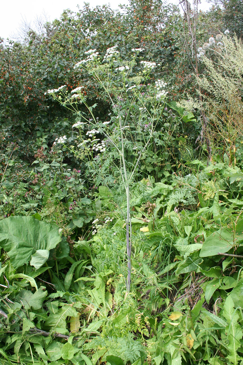 Изображение особи Conium maculatum.