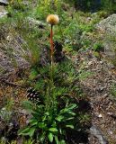 Aster serpentimontanus