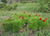 Paeonia tenuifolia