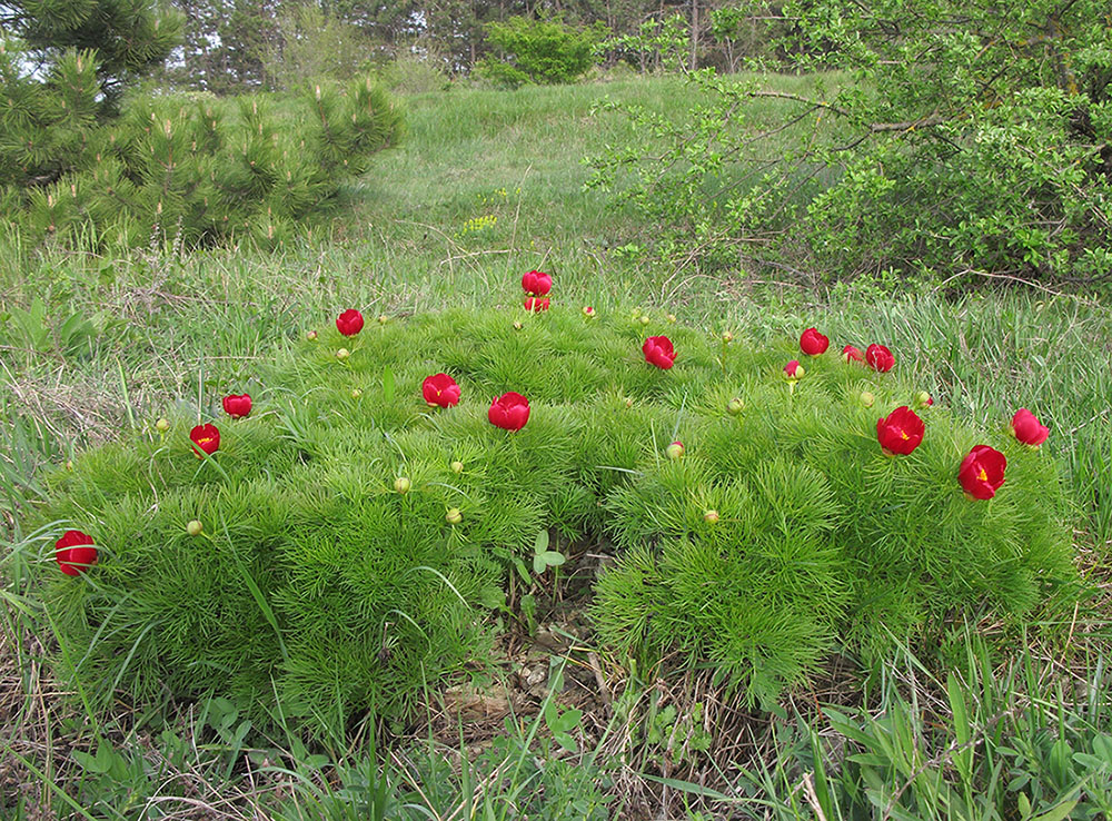 Изображение особи Paeonia tenuifolia.