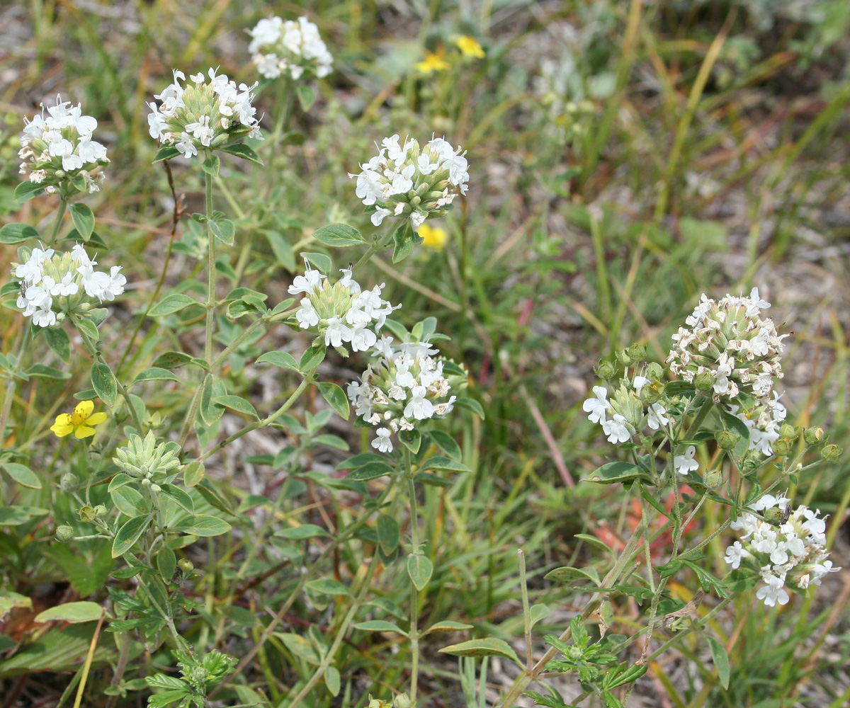 Image of Ziziphora clinopodioides specimen.