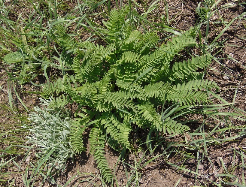 Изображение особи Astragalus ponticus.