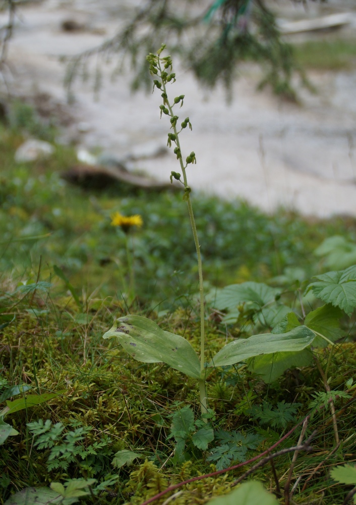 Изображение особи Listera ovata.