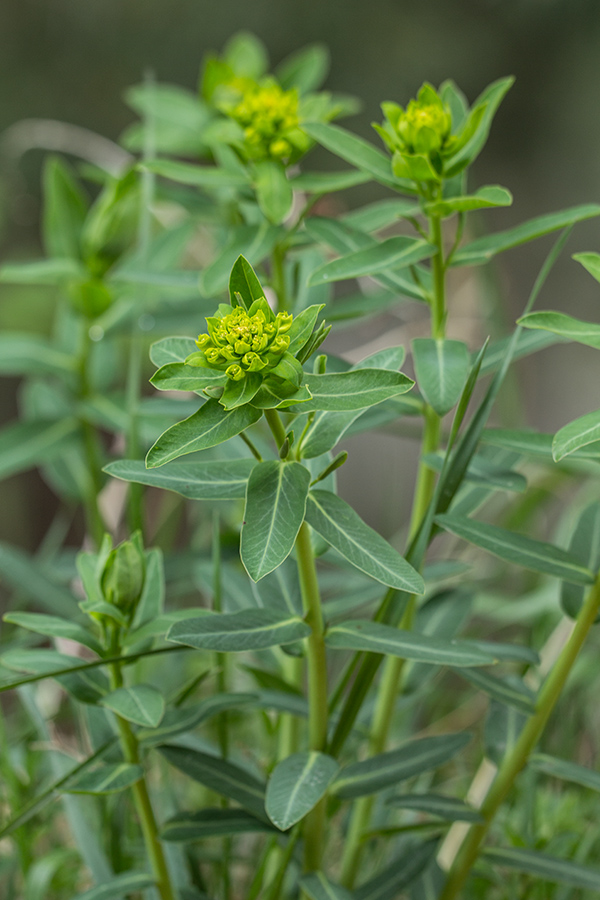 Изображение особи Euphorbia iberica.