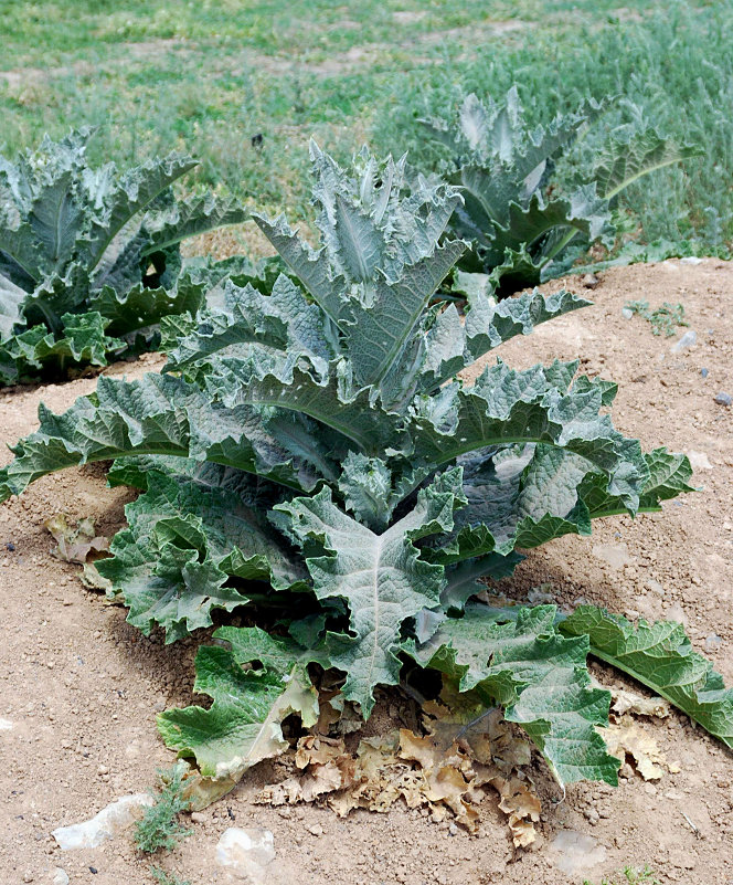 Image of Onopordum acanthium specimen.