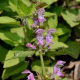 Lamium maculatum. Верхняя часть побега с соцветиями. Германия, г. Дюссельдорф, Ботанический сад университета. 02.06.2014.