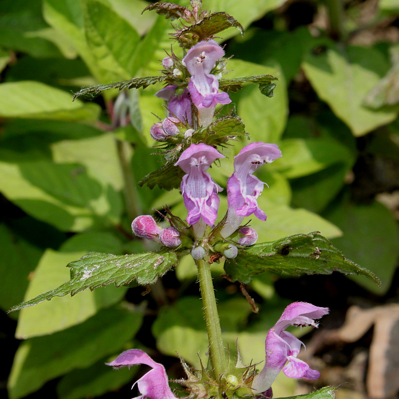 Image of Lamium maculatum specimen.