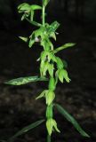 Epipactis persica. Часть соцветия. Крым, окр. Ялты, гора Лапата, сосновый лес. 21 июня 2014 г.