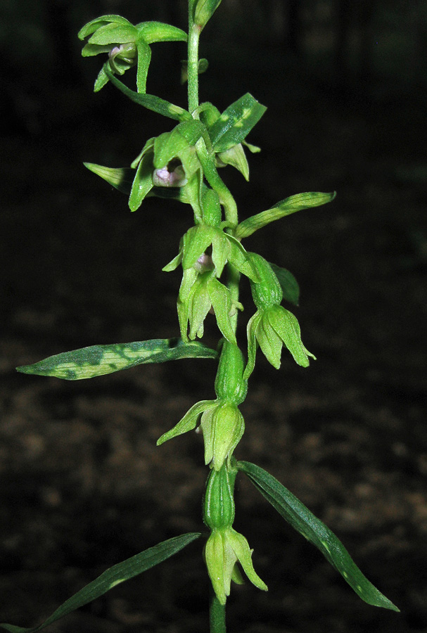 Изображение особи Epipactis persica.